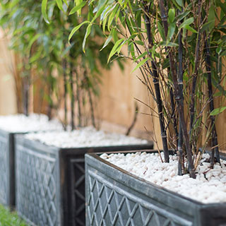 Bamboo Fargesia papyrifera blue : buy Bamboo Fargesia papyrifera blue / Fargesia  papyrifera