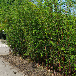 Bamboo Fargesia papyrifera blue : buy Bamboo Fargesia papyrifera blue / Fargesia  papyrifera