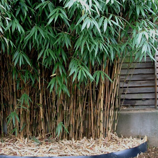 buy-bamboos-uk