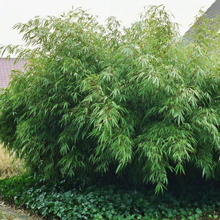clumping-bamboos-non-spreading-bamboos