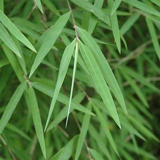 fargesia-bamboos