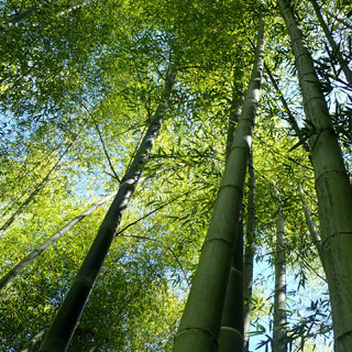 giant-bamboos-over-9-meters