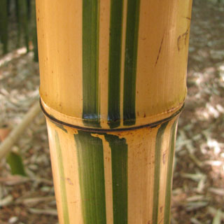 phyllostachys-bamboos