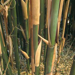 semiarundinaria-bamboos