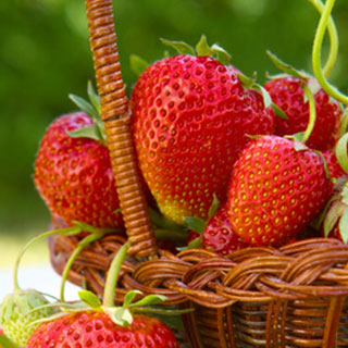 strawberry-plants-uk