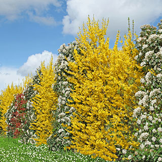 flowering-hedge-blooming-hedge-uk
