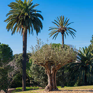 olive-trees-palm-trees-uk