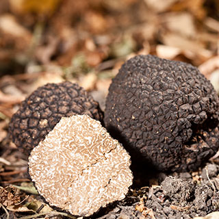 truffle-trees-inra-uk