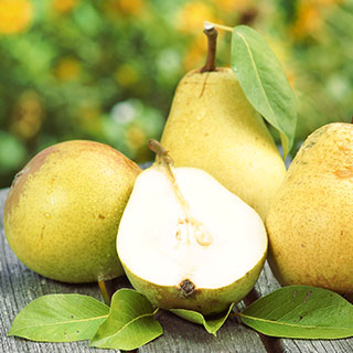 pear-trees-varieties