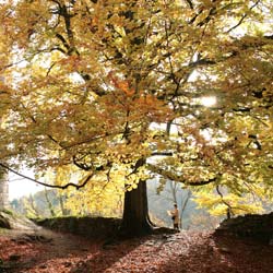 Beech, Antarctic : buy Beech, Antarctic / Nothofagus antarctica