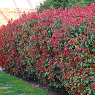 Photinia x fraseri 'Red Robin' : buy Photinia x fraseri 'Red Robin' / Photinia  fraseri Red Robin