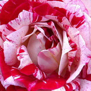 Abracadabra Rosa 5 Semi - Consegna Rapida E Sicura Per Il Tuo Giardino