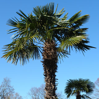 buy-palm-trees
