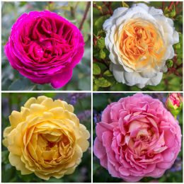 english-roses-for-sale