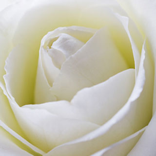 buy-white-roses