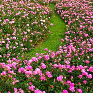 buy-ground-cover-roses
