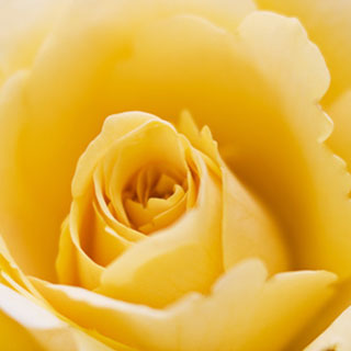 buy-yellow-roses
