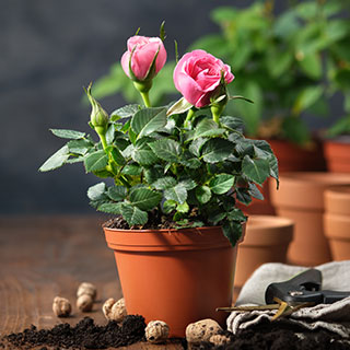 buy-miniature-roses