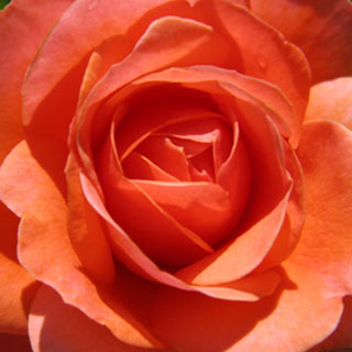 buy-orange-roses