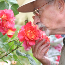 buy-fragrant-roses