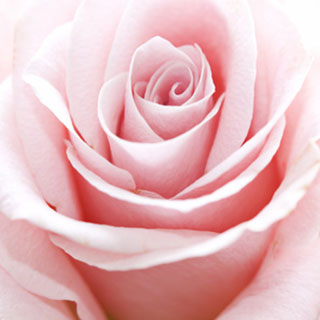 buy-pink-roses