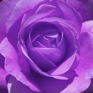 buy-purple-roses