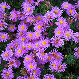 buy-autumn-flowering-perennials