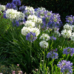 african-lily-agapanthus