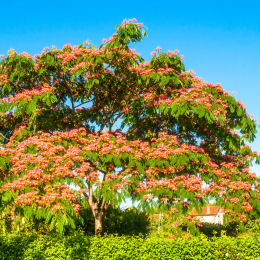 albizia-julibrissin-silk-tree