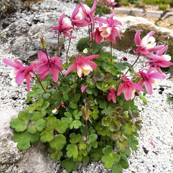columbines-aquilegia