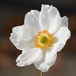 anemone-japanese