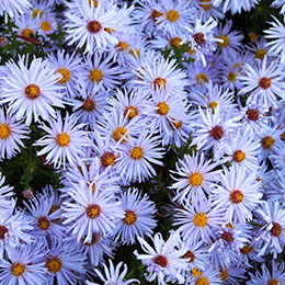 aster-autumn-aster-dumosus