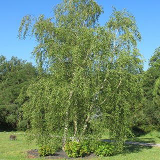 birch-betula-trees