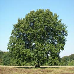 oak-quercus-trees