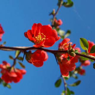 quince-japanese-flowering-chaenomeles-japonica-shrubs