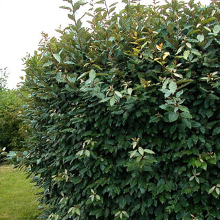 elaeagnus-plants-for-hedges