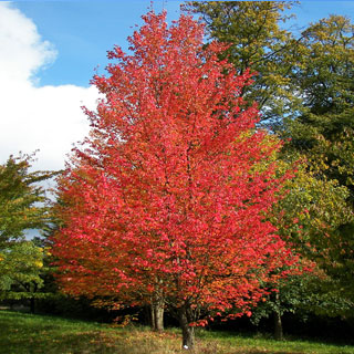 maple-acer-trees-shrubs