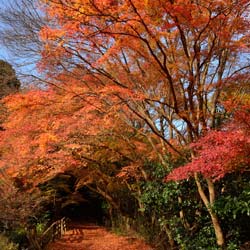 maple-japanese-acer-palmatum