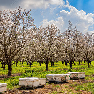 tree-species-of-the-future