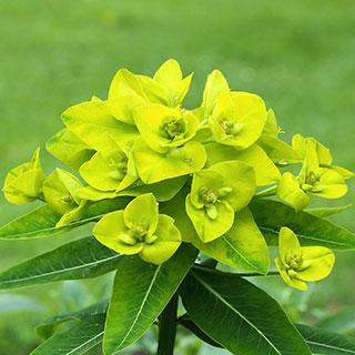 euphorbia-euphorbias