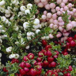 gaultheria-plants