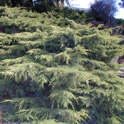 juniper-shrubs-trees-conifers