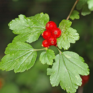 currants-ribes