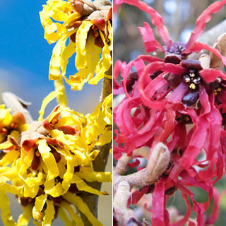 japanesewitchhazel-hamamelis