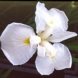 iris-perennial-plants