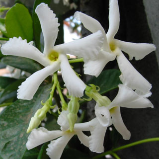 jasmine-plants-catalog