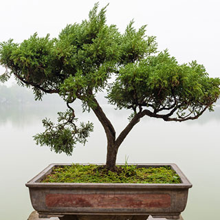 young-plants-for-bonsai