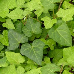 ivy-hedera-climbing-ground-cover-plants