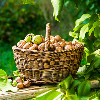 walnut-juglans-carya