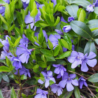 periwinkle-ground-cover-plants